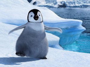 An image from Happy Feet