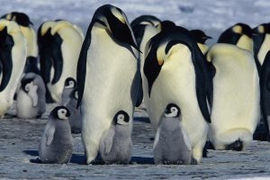 An image from March of the Penguins