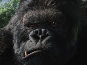 An image from King Kong